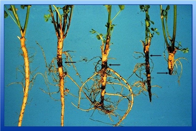 پوسیدگی فیتوفترایی یونجه